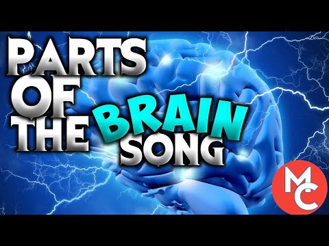 Parts Of The Brain Song