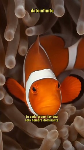 🐠 ¿Sabías que los peces payaso pueden cambiar de sexo? 😱