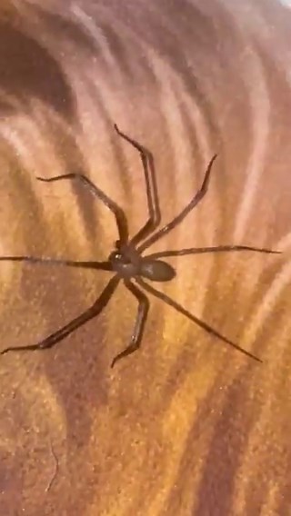 CODE RED ALERT! See the fiddle on this spider’s back? This is a Brown Recluse Spider in Team Dominator headquarters.This is my new pet!