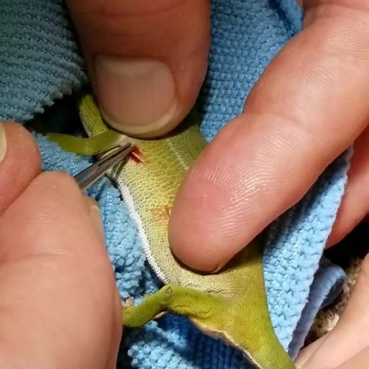 Chameleon with parasites. #vettechtok #Spooktember #vettechlife #vettech #rvt #veterinarian #eew #chameleon