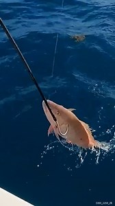 40K views · 995 reactions | Catching Another MONSTER Fish | South Florida Fishing Channel | Facebook