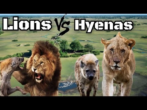 When Predators Clash | Lions Vs Hyenas | Wildlife Documentary