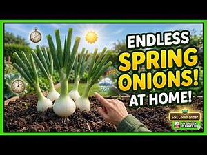 How to Grow Perfect Spring Onions at Home Garden | Step-by-Step Guide