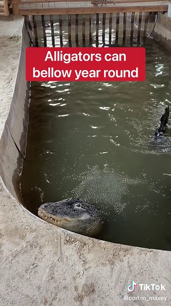 Reasons Why Alligators Bellow Explained!