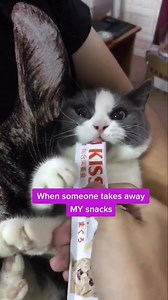 Cranky! 😂 | Amazingly Cat