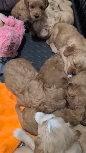 4 weeks old medium Labradoodle puppies