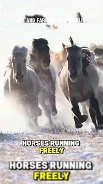 This is Mongolian Life and Farming Daily #mongolia #farming #cattle #winter #summer