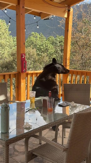 Cómo enfrentar la presencia de un oso en tu área