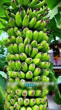 Pisang Paling Langka & Unik di Dunia, #buahunik #buaheksotis