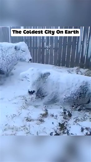 Surviving in Yakutsk: The Coldest City on Earth