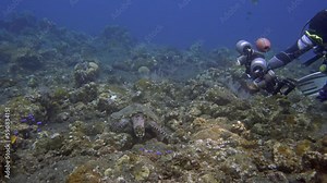 A scuba diver shoots a hawk turtle with an underwater camera, which walks along the bottom of the rocky bottom of the sea and gets its own food.