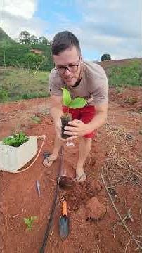 This is a simple way to replant coffee.