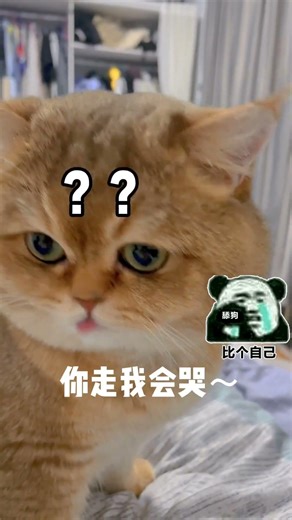 大家如何挽留不想陪你睡觉的小猫咪啊，最后陪我睡觉的样子可爱极了#可愛的 #cat #funny#shorts