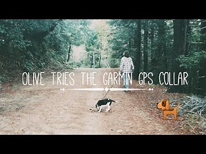 Garmin Alpha 100 TT15 GPS Dog Collar First Test on Beagle Puppy (In Rainy Weather)