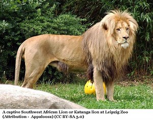 Congo lion - Alchetron, The Free Social Encyclopedia