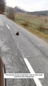 This family found a lost bear cub on the road, and then this happened. #bearcub #animals #rescue | The Furry Future