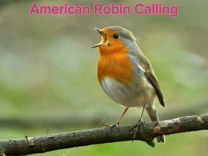 Robin Call | American Robin Call