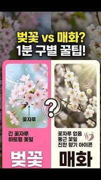 매화와 벚꽃의 구별법