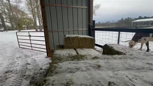 White-Out at JL Ranch North | Ima Survivor Donkey and Farm Animal Sanctuary