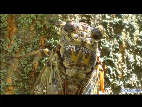 Les cigales filmées et leurs magnifiques chants dans la garrigue en Provence