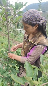 960K views · 10K reactions | #hdp #apple #notching #home #beautiful #life https://youtube.com/@shilpathakur9057?si=fcOw7SO131TikRyT | Shilpa Thakur | Facebook