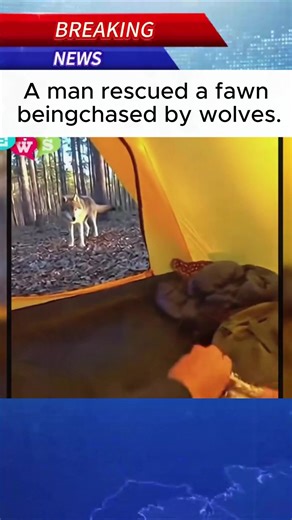 Man Saves Fawn from Wolves in Heartwarming Rescue