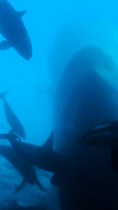 Diving with 50 Orcas in Norway Through the fjords, searching for orcas and whales feeding on herring. Beautiful scenic views and impressive underwater footage. Watch until the end! #norway #orcas #whales #fjords #underwaterworld #wildlife #oceanlifestyle #herring #nature #killerwhale | Save the Ocean