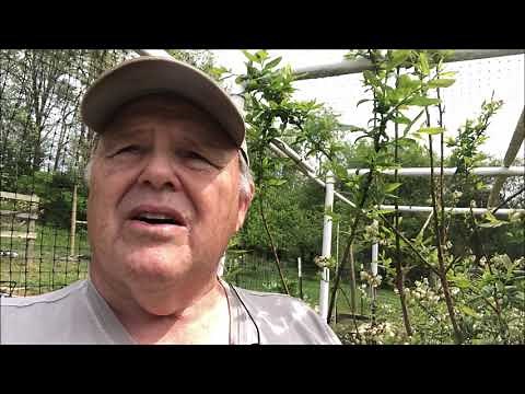 Session 2 A Simple Blueberry Cage