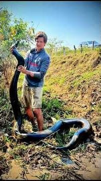 Looking for a 20 foot anaconda #wildlife#nature#shorts #jungle#rainforest#colombia#anaconda#snake
