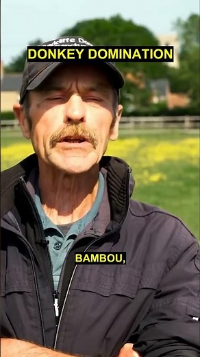 British farm boasts worlds tallest donkey, another with longest ears