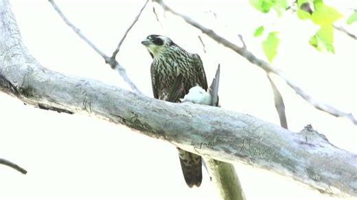 47 reactions · 12 comments | WARNING: VIEWER DISCRETION IS ADVISED. Click to watch video. | Tony Everhardt | Facebook