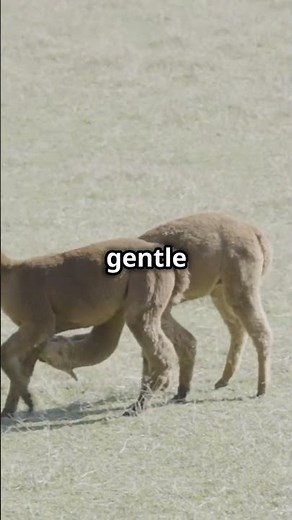 How Farming with Llamas is Changing the World! #llamas #llamalife #llamalove #camel #camel #animals