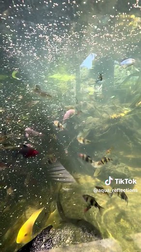 Community pond feeding 🤗♥️🐠 #aquascape #aquarium #hardscape #biotopeaquarium #plantedtank #pondscape #communitypond #fish #fishfeeding