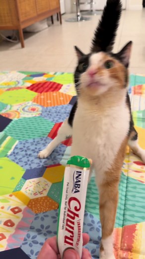 Wobbly Wiggly Cats: Celebrating Cerebellar Hypoplasia