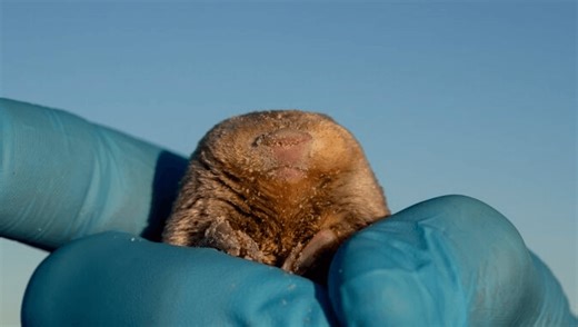 Golden Mole "Lost" Since 1936 Found Swimming Through Sand Dunes In South Africa
