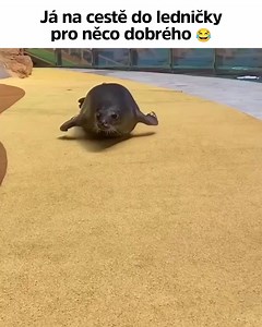 Dnes večer si dám sérii výpadů… do ledničky 🍕😄 | Ladylab