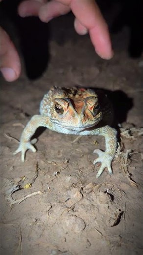 Funny catching the frog's body | The laughter of catching a frog | Funny Frogs Prank