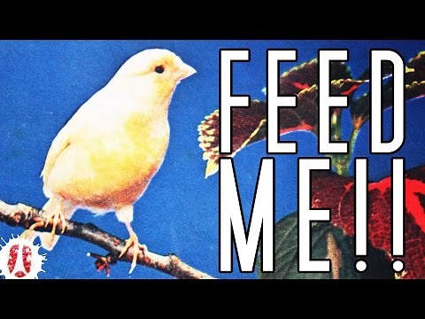 HOW TO Make Simple Fat Balls To Feed The Birds During Winter #FeedTheBirds #FatBalls #Seeds