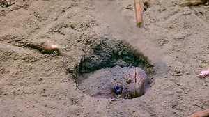 This incredible footage shows the speed and accuracy that one camouflaged fish used in order to snap up its unsuspecting prey! 😱😳 | Storytrender