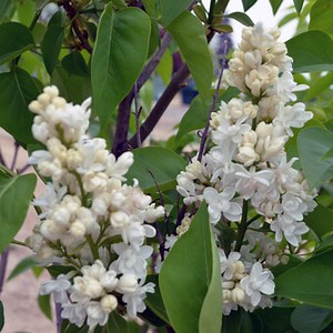 Madame Lemoine Lilac