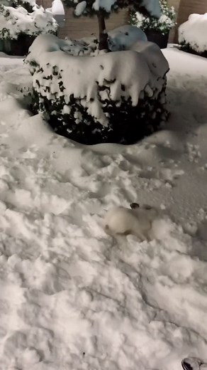 How cute can a bunny be in the snow ❄️ #StrikeAPosay #Artmas #DejaTuHuella #MakeItMagical #foryoupage #rabbit #lionheadrabbit #petlover #bunnylove