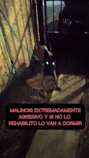 Malinois es extremadamente 4gr3s1v0 y si no lo rehabilito lo van a dormir 😱 La misión con mis perros Wali y Max es salvarle la vida #perros #educacioncanina #entrenamientocanino #pastorbelgamalinois