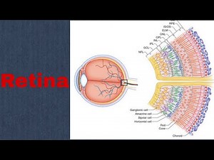 Investigations of Retinal Diseases... Part. 2