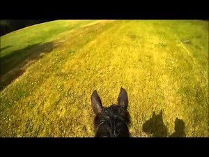 Balade à cheval, Chloé, quarter horse, a la forme !