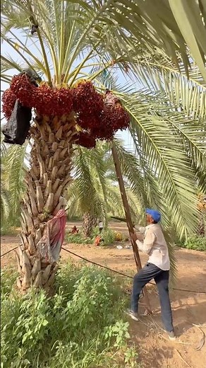 Desert Date Palm aharvesting😍 #DatePalm #Farming #Agriculture #DesertLife #Harvest #FoodProduction