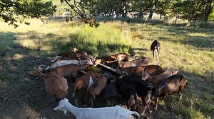 La Cabriole on Reels