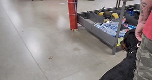 Tractor Supply San Benito TX working with handler and K9 Trooper. Male Rottweiler is fear aggressive with a high prey drive. By appointment only www.k9consultants.dog K9consultants4u@gmail.com 956-230-0724 | K9 Consultants