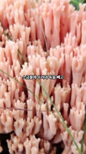 [Mushroom Quiz] Coral reefs in the mountains? Mushrooms that taste like chicken! ??