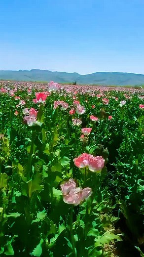 Breathtaking Field of Poppies in Stunning Colors
