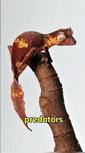 Five Interesting Facts About Gecko #gecko #geckolove #geckolife #wildlife